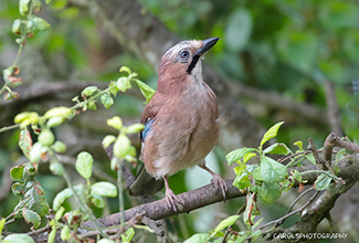 EURASIAN JAY